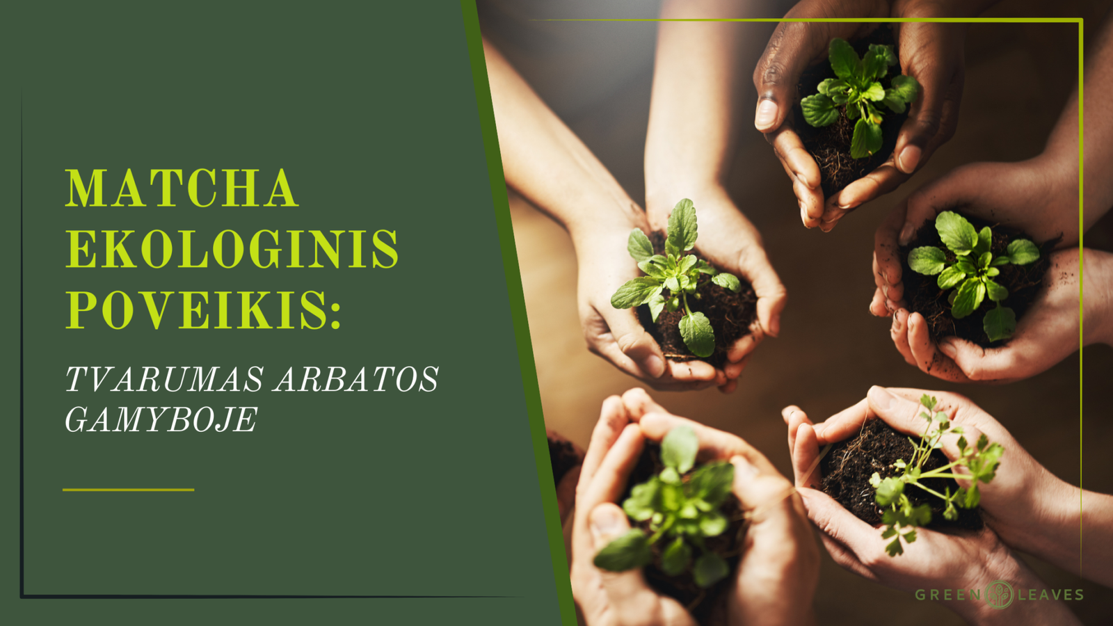 4. Matcha ekologinis poveikis: Tvarumas arbatos gamyboje